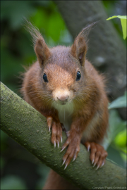 animalisch852