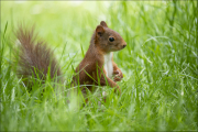 animalisch849