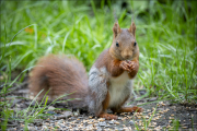 animalisch853