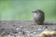 animalisch858
