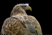 animalisch565