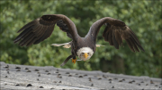 animalisch574