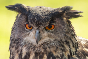 animalisch591