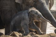 animalisch595