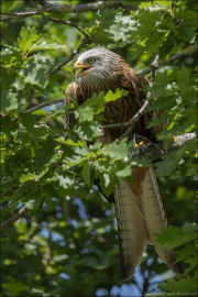 animalisch599