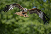 animalisch605