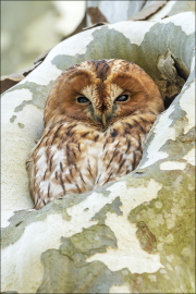 animalisch613