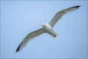 animalisch616