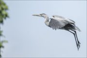 animalisch619