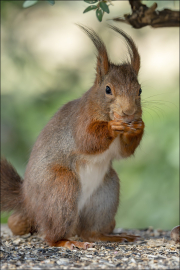 animalisch622