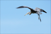 animalisch625