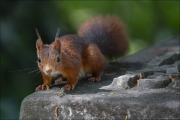 animalisch636