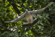 animalisch637
