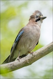 animalisch637_2