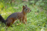 animalisch643