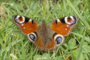 animalisch656
