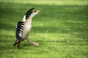 animalisch663