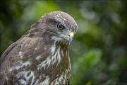 animalisch668