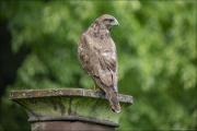 animalisch669