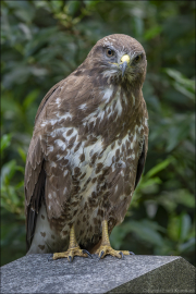 animalisch670