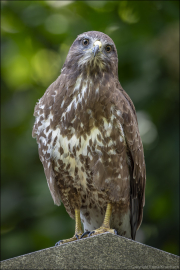 animalisch671
