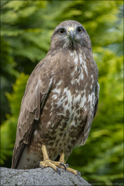 animalisch672