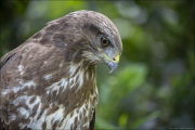 animalisch675