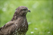 animalisch676