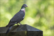 animalisch677