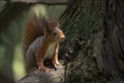 animalisch682