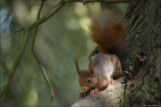 animalisch683