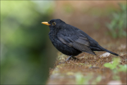 animalisch686