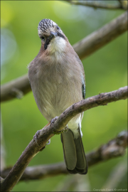 animalisch688