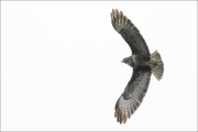 animalisch689
