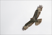 animalisch691_2