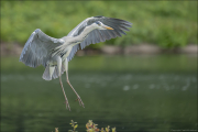 animalisch693