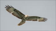 animalisch694