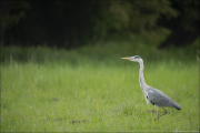 animalisch696