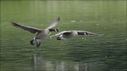 animalisch698