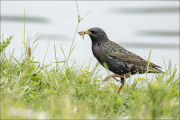 animalisch715