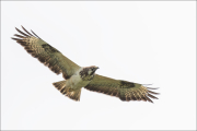 animalisch716