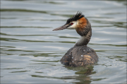 animalisch724