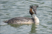 animalisch725