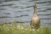 animalisch729