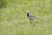 animalisch730