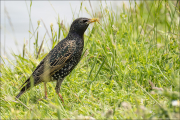 animalisch731