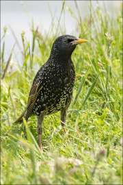 animalisch732