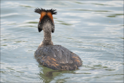 animalisch736