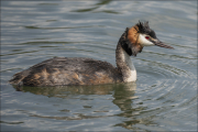 animalisch737