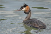 animalisch738